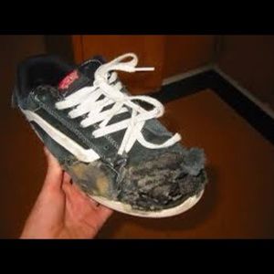 Absolutely destroyed vans covered in dog poo